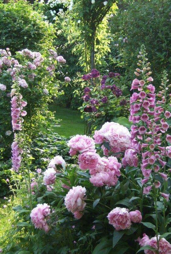 English cutting garden of pink peonies foxglove and more 
