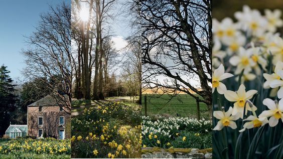 collage of daffodils