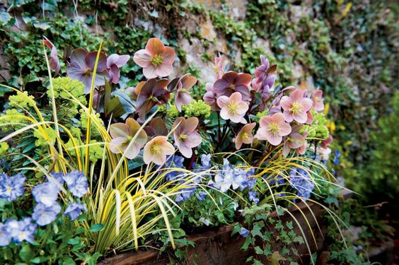 lenten rose container garden