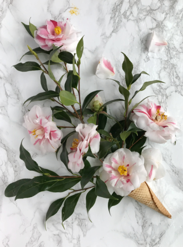 camellia flowers in a cone