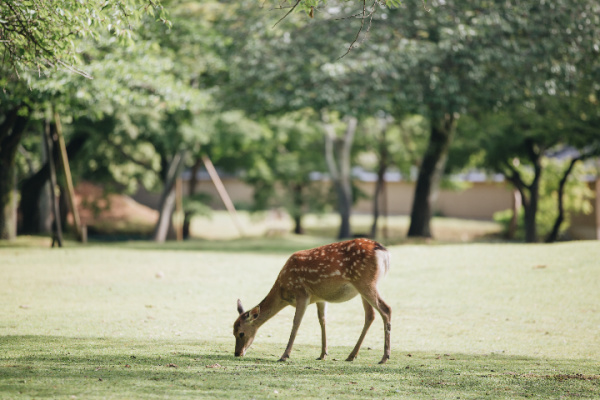 one deer grazing on grass with trees in the background