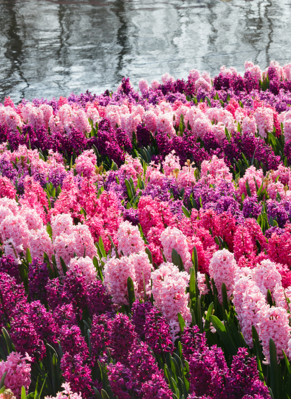 hyacinth on a lake