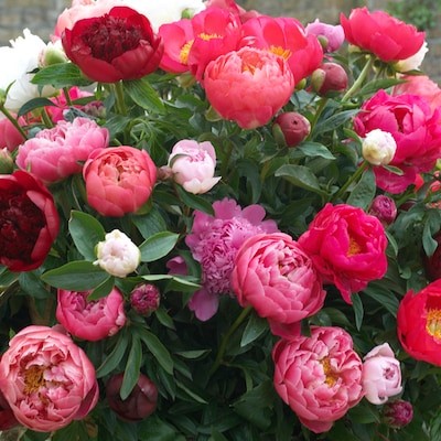 peonies