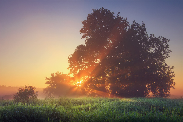 morning light