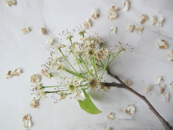 white cherry blossom branch and fallen petals