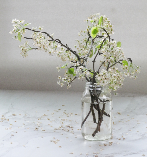 white cherry blossoms in a mason jar