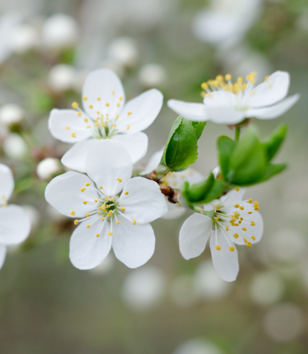 white cherry blossoms