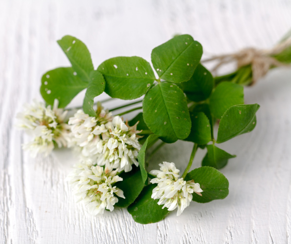 white clover tied with ribbon