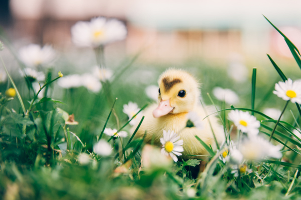 baby chick in the flowers