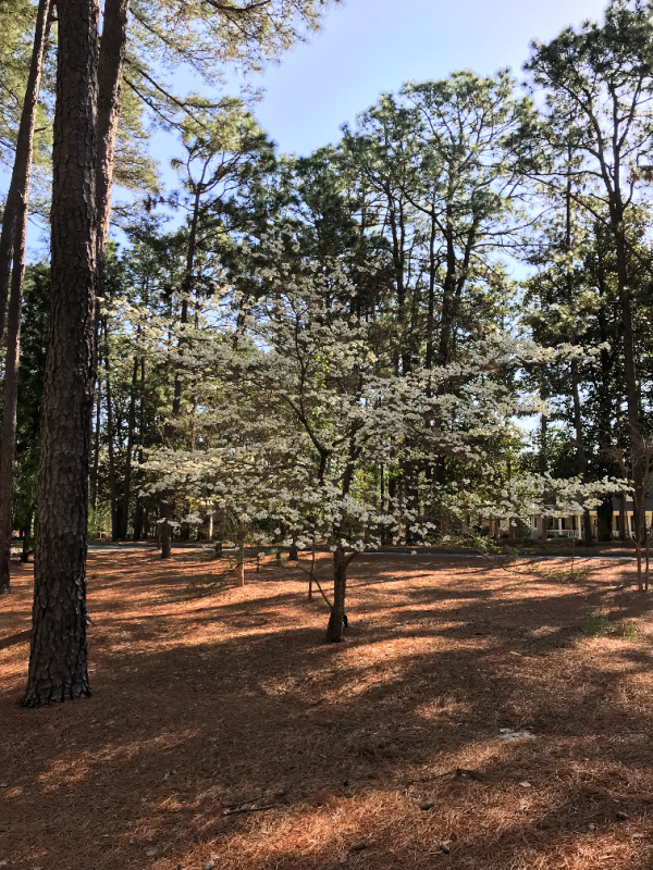 finding joy in the little things dogwood tree