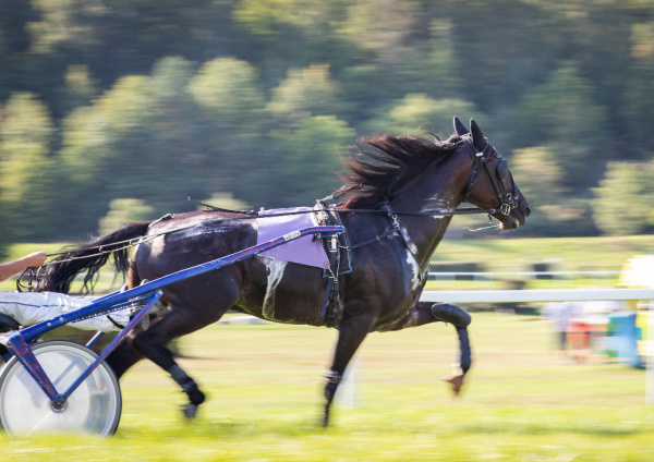 Monday Meanderingsharness racing