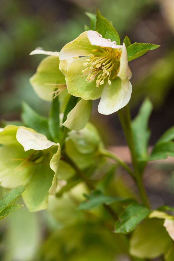 Finding joy in the simple things pale green lenten roses