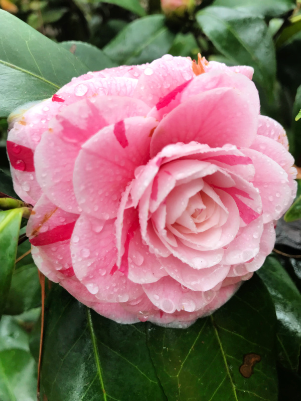 pink and red striped camellia flower