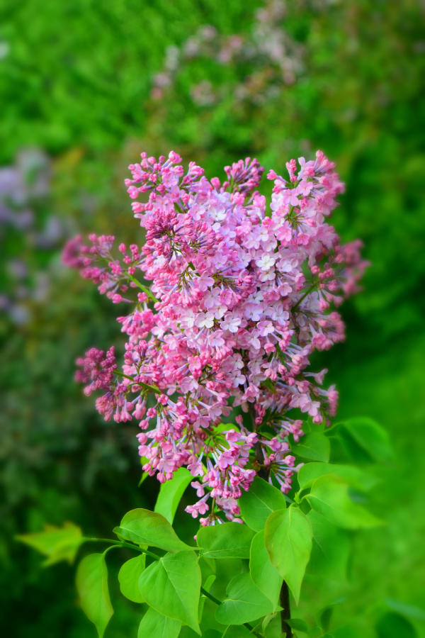 purple spring flowers