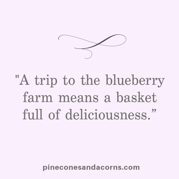 A trip to the blueberry farm means a basket full of deliciousness.