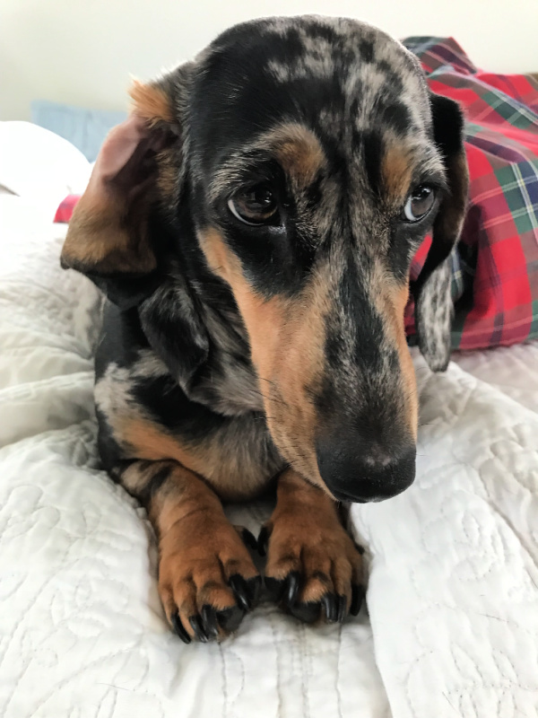 Patches the dappled dachshund and her plaid blanket
