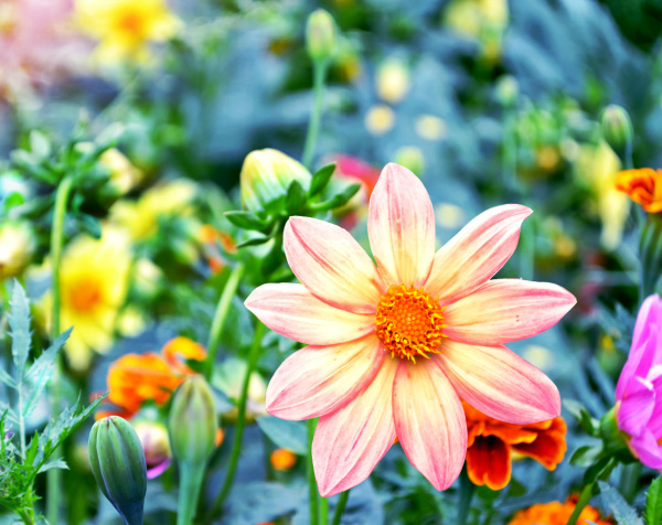 Monday musings dahlias