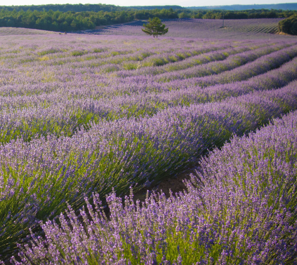 lavender fields