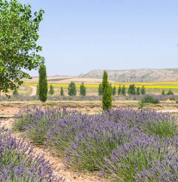 lavender provence