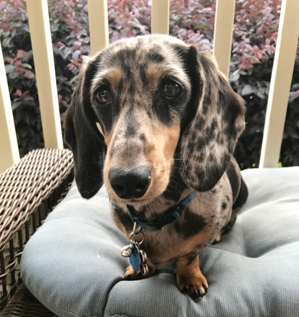 patches dappled dachshund puppy-2