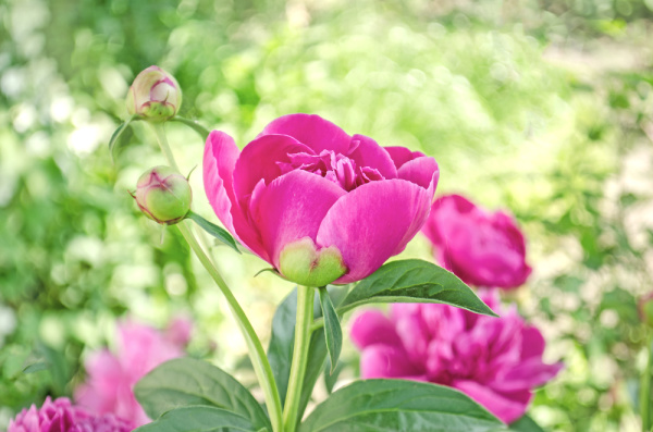 peonies