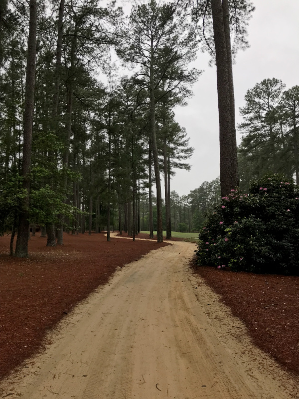 Monday Musings winding sand path and pine trees