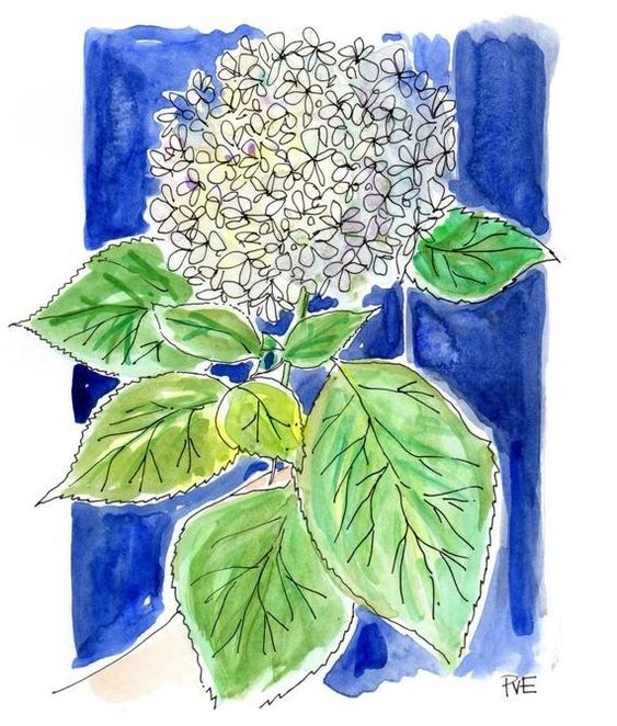 hydrangea notecard