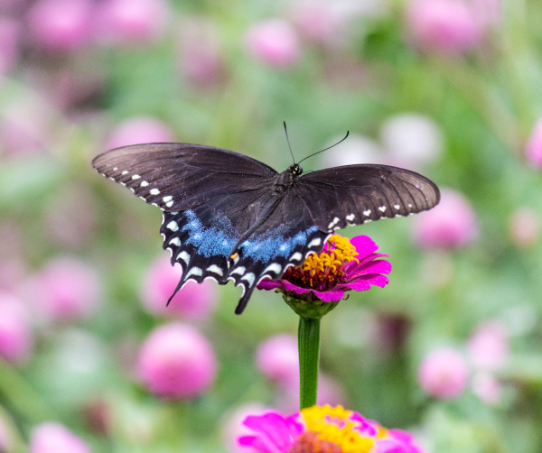 weekend meanderings blue and black butterfly perched on a fuchsia zinnia