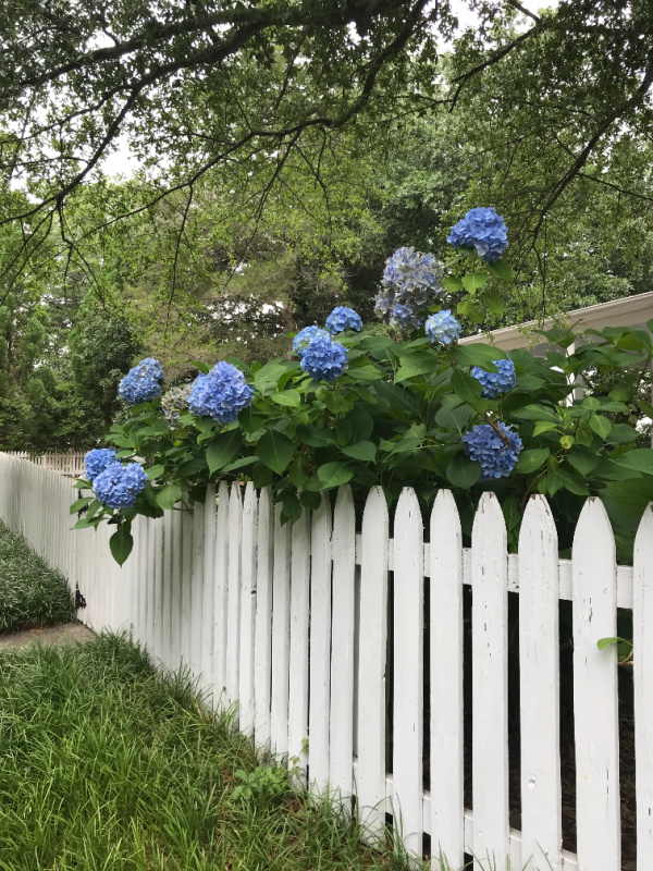 blue hydrangea white picket fence