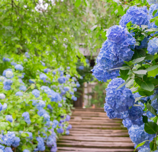 blue hydrangeas and a wood path