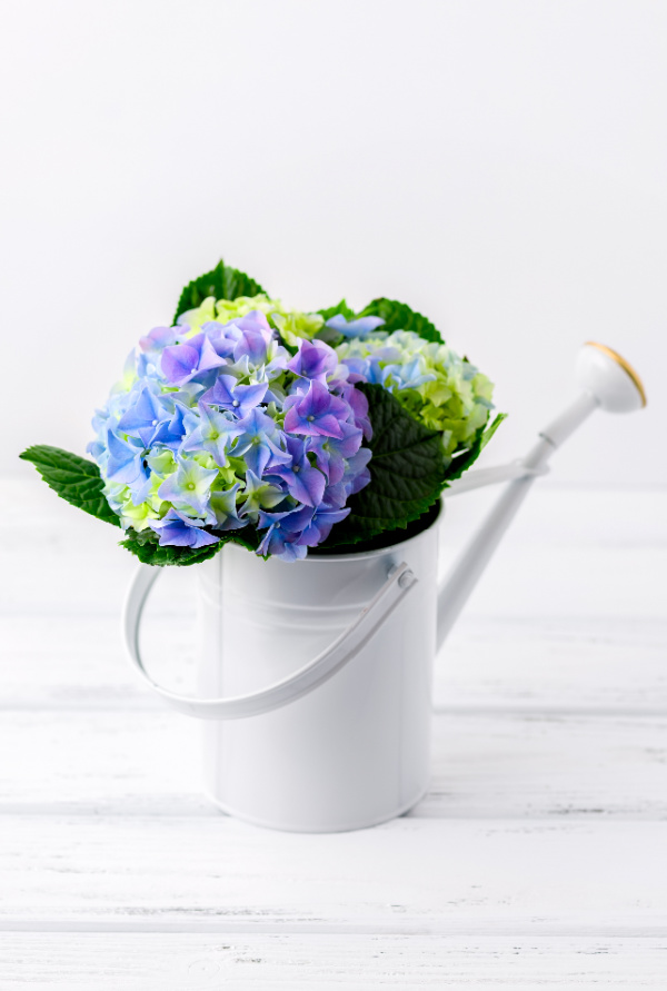 blue hydrangeas in a white enamel pitcher