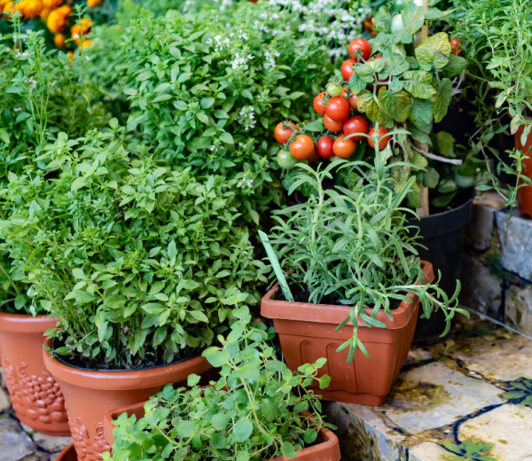 container garden