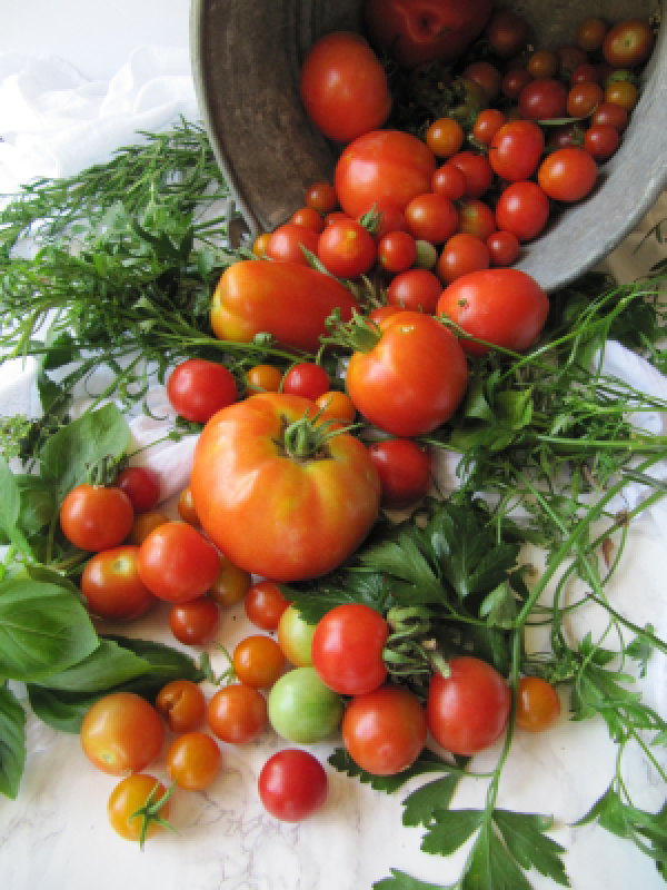 galvanized bucket tipped on its side with a plethora of colorful tomatoes of all shapes and size and green herbs.