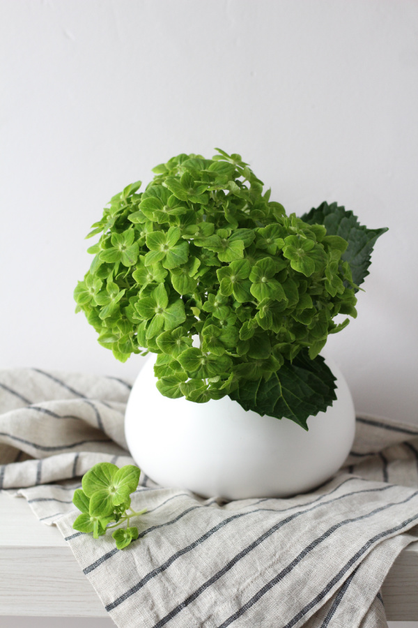 green hydrangeas in a white pitcher