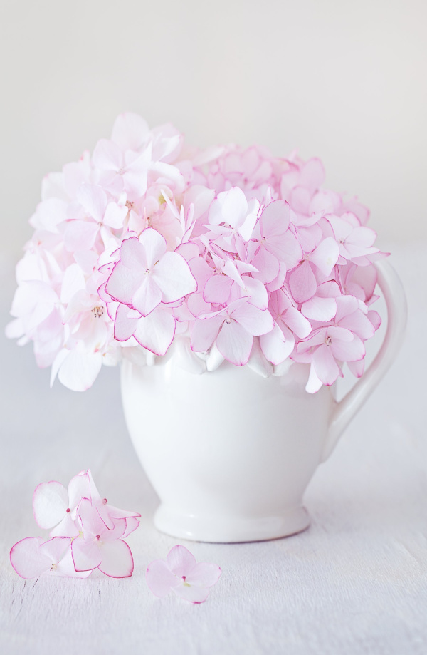 pink hydrangeas in a white pitcher