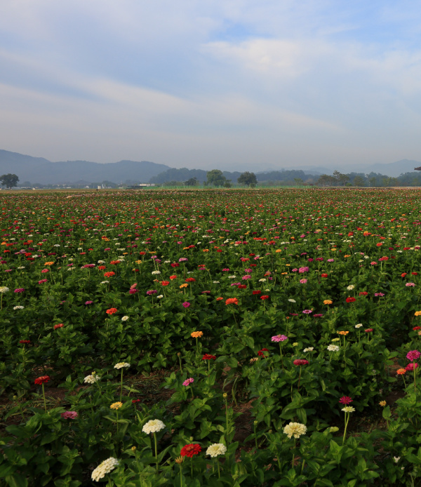 weekend meanderings field of colorful zinnia flowers