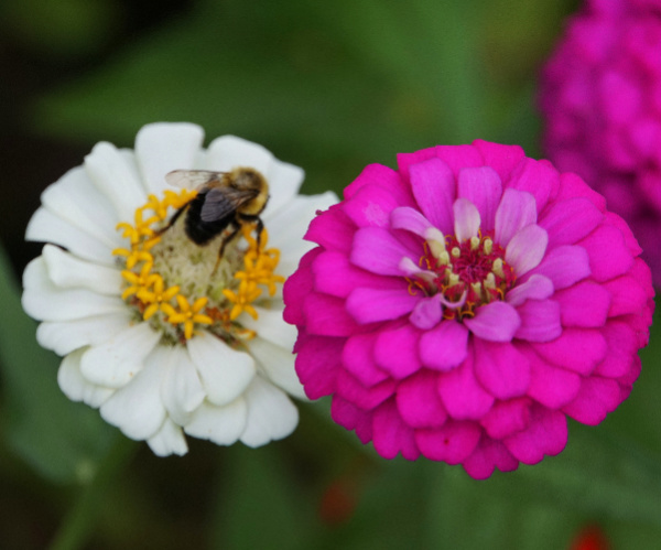 bee on a white zinnia next to a fuchsia zinnia 