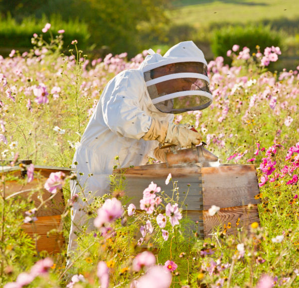 beekeeper in a field of flowers