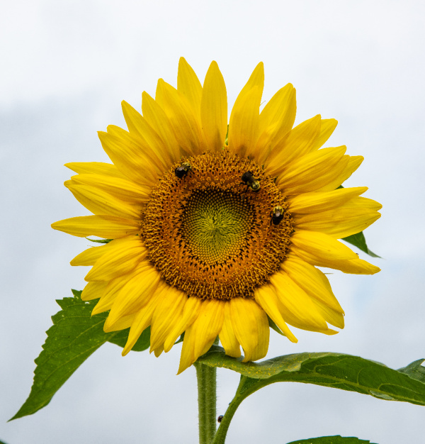 bees on a sunflower