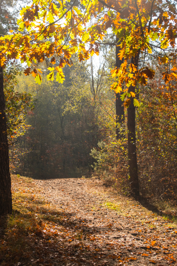fall walk