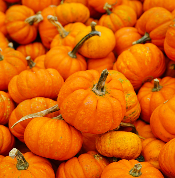 pumpkins