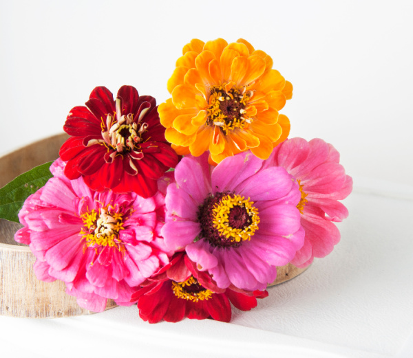 zinnias