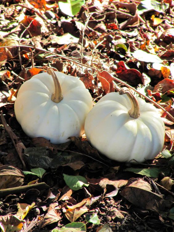 weekend meanderings white baby boo pumpkins in the leaves