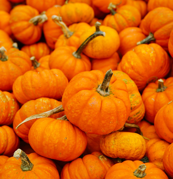 Orange pumpkins in a stack
