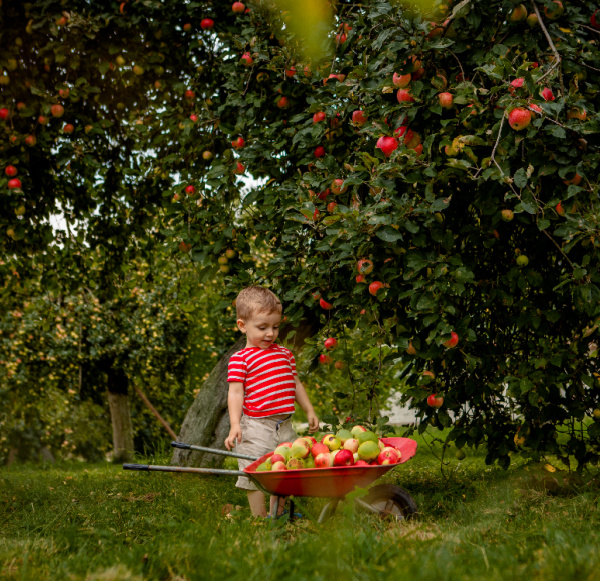 small boy in a red and white stripped shirt apple picking with a wheel barrel