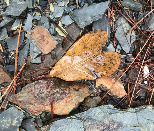 Monday musings heart shaped leaf in the pine straw