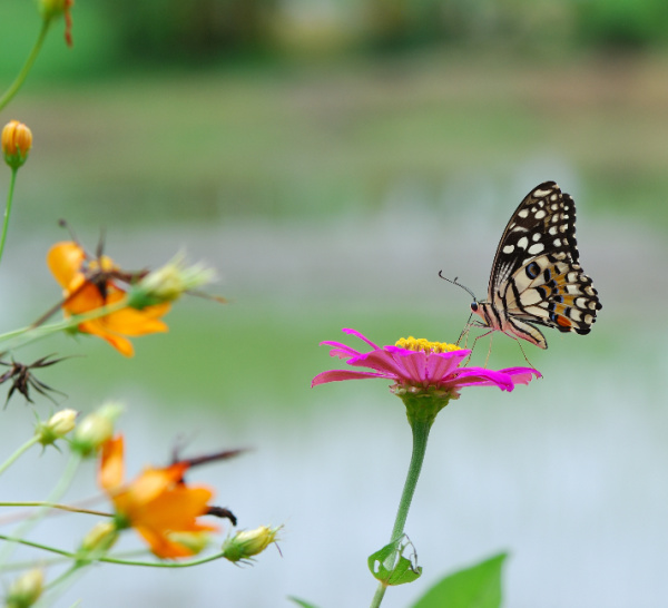 zinnias and butterfly