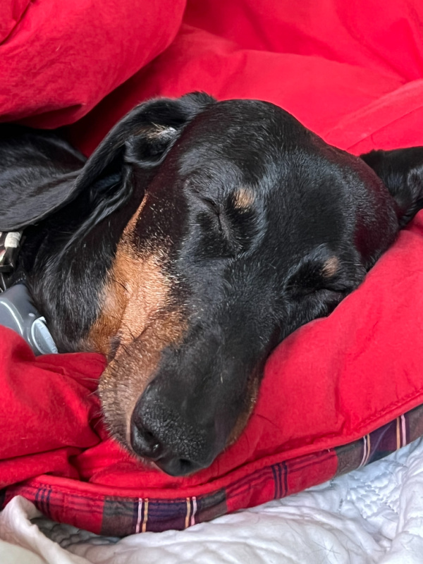 Black and Tan dachshund on a red plaid throw