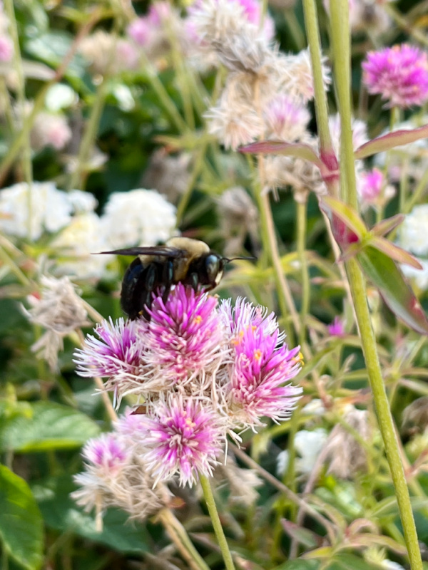 honey been on a flower