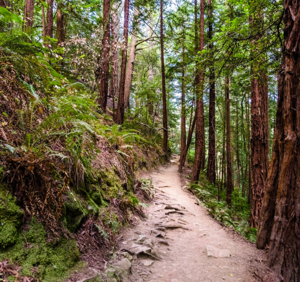 Spring Self Care walking trail in the woods.